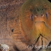 moray_giant_han_nmal_h_0009_mal0872.jpg